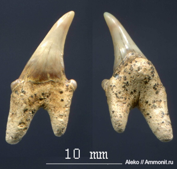 сеноман, зубы акул, Шацк, Cardabiodon, Cenomanian, shark teeth