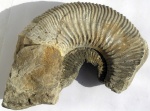 Kosmoceras geminatum