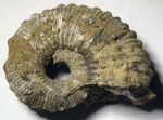 фрагмокон Kosmoceras cf. geminatum
