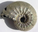 Kosmoceras bigoti