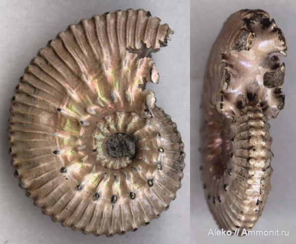 Kosmoceras, kosmoceras pollucinum