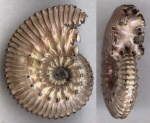 Kosmoceras pollucinum - типичный экземпляр