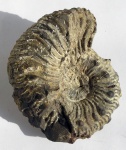 Kosmoceras spinosum