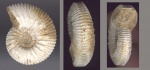 Kepplerites approximatus