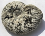 Quenstedtoceras henrici