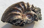 Cardioceras roullieri
