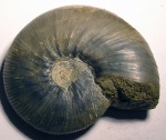 Kosmoceras enodatum