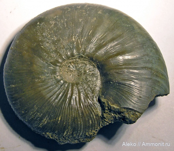 Kosmoceras, Kosmoceras enodatum