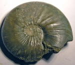 Kosmoceras enodatum