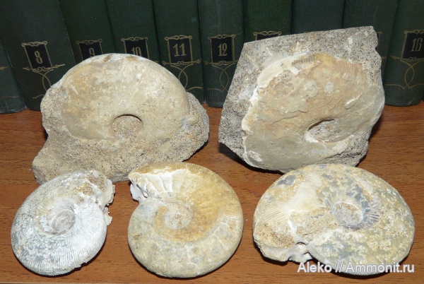 Sigaloceras, Kosmoceratidae, Sigaloceras calloviense