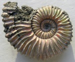 Peltoceratoides arduennense