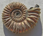 Peltoceras athletoides