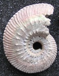 Kosmoceras pollucinum