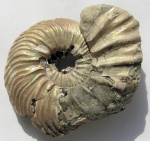 Quenstedtoceras paucicostatum - 2