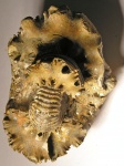 Сечение Eichwaldiceras carinatum