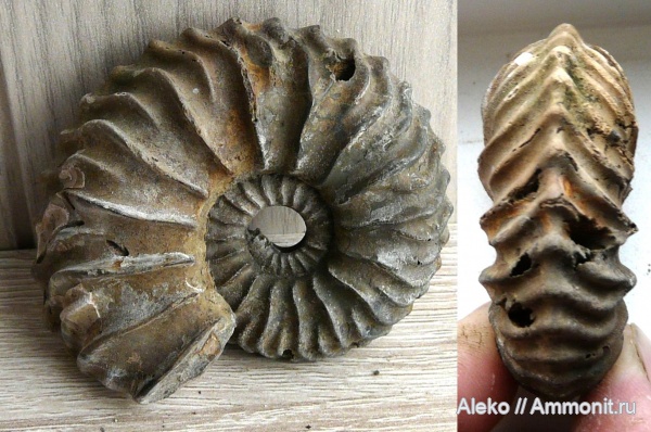 Quenstedtoceras, Vertumniceras, Vertumniceras mariae, Quenstedtoceras mariae