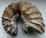 Vertumniceras cf. mariae