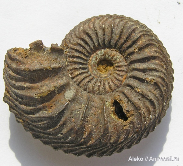 Cardioceratidae