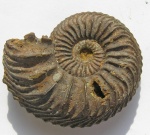 Cardioceras cordatum