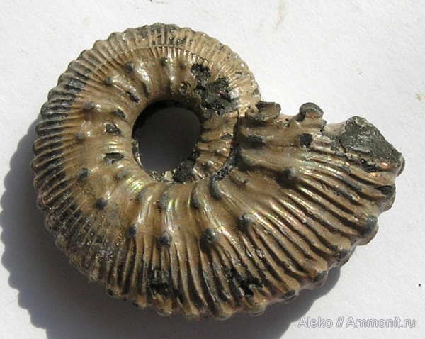 Kosmoceras, Kosmoceras lithuanicum