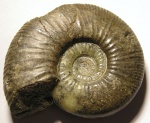 Volgaites elatmaensis