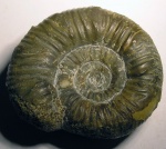 Okaites pseudomosquensis