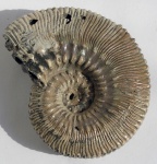 Kosmoceras proniae