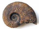 Kosmoceras proniae-duncani