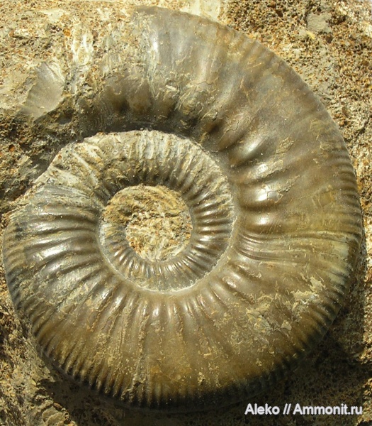 Perisphinctidae, Anaplanulites, Anaplanulites difficilis
