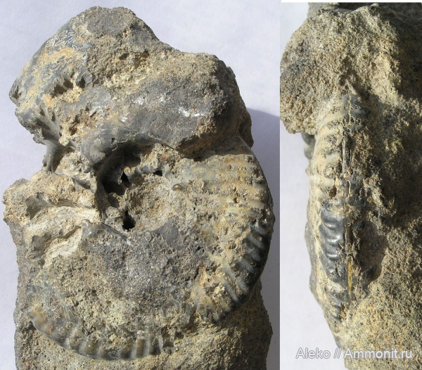Никитино, валанжин, Thurmanniceras, Thurmanniceras thurmanni