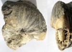 Temnoptychites elegans (Bodylevsky, 1949)