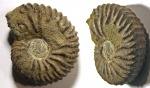 Riasanites cf. crassicostatum