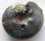 Craspedites kaschpuricus (Trautschold, 1866)