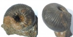 Cadoceras durum (Buckman)