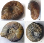 Cadoceras proniense Sasonov