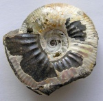 Elatmites mokschaensis (Sasonov, 1965)