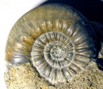 микроконх Choffatia pseudofunata