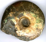 Craspedites okensis