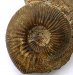 Indosphinctes peregrinus