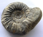 Epivirgatites nikitini (Michalski, 1890)