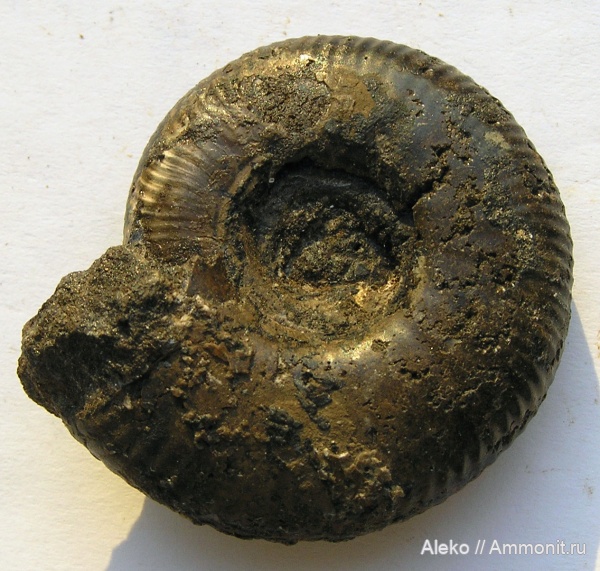 Craspedites, Craspedites nekrassovi