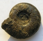 Craspedites nekrassovi (Prigorovsky, 1907)
