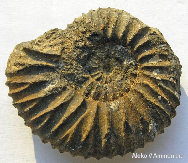 Michalskia miatschkoviensis, Michalskia