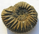 ?Michalskia miatschkoviensis