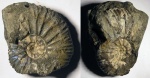 Virgatites sosia