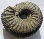 Dorsoplanites serus
