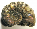 Euaspidoceras subbabeanum (Sintzov, 1888)