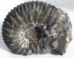 Lomonossovella sp.