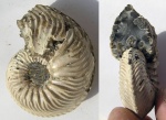 Cardioceras costicardia Buckman