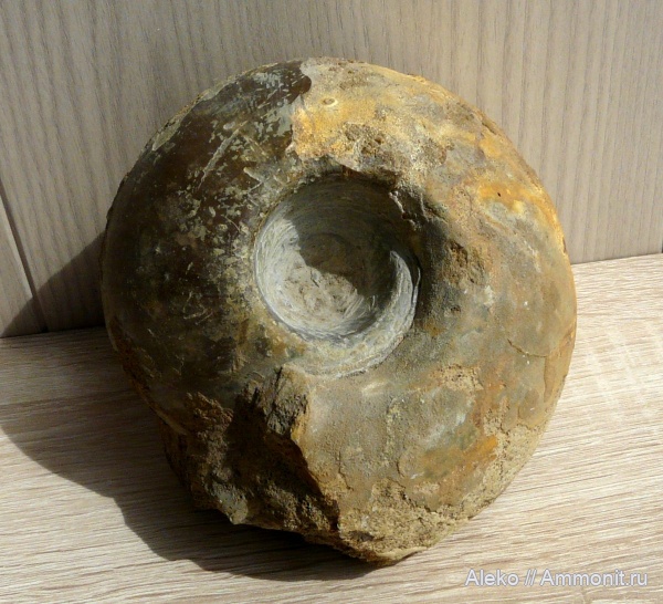 Rondiceras, Rondiceras milaschevici